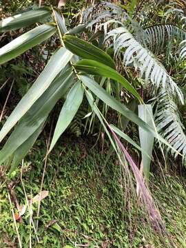 صورة Thysanolaena latifolia (Roxb. ex Hornem.) Honda