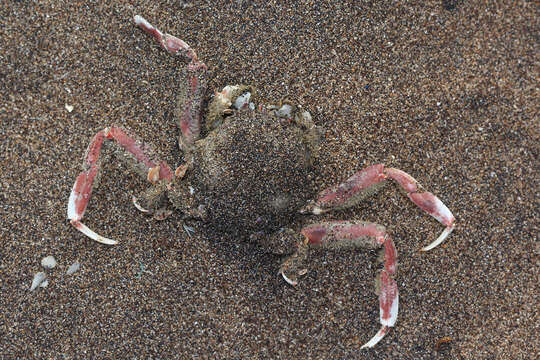 Image of carrier crab