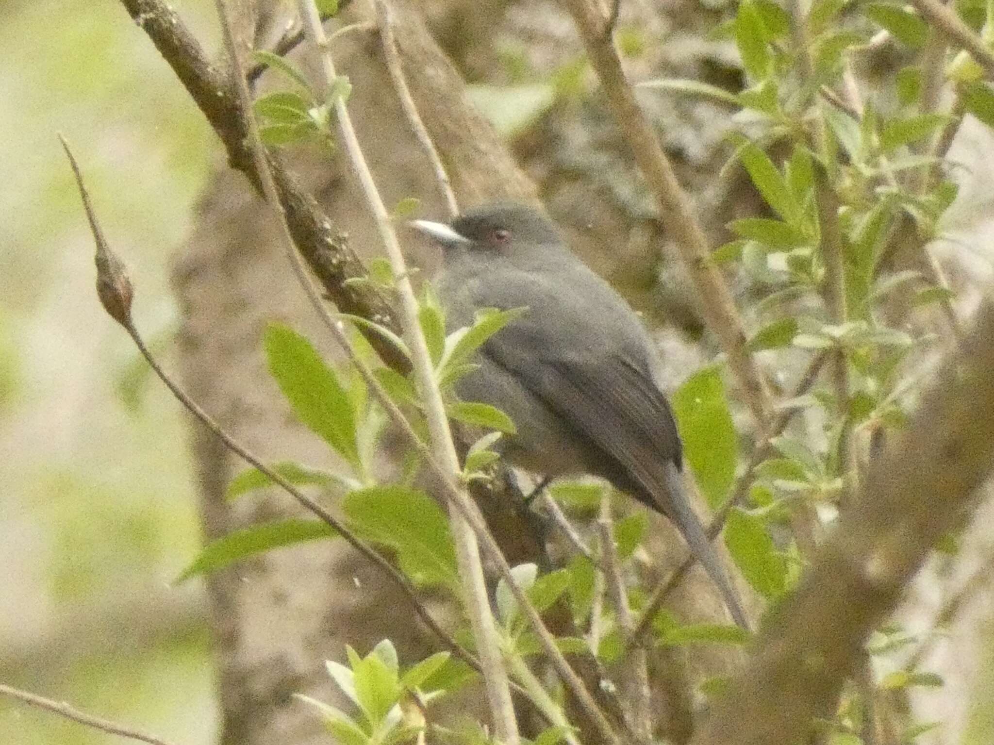 Image of Plumbeous Tyrant