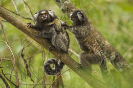 Image of Common Marmoset