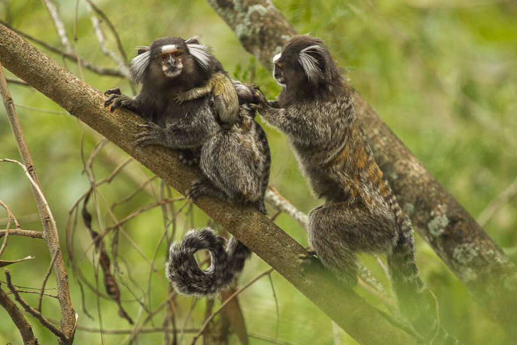 Image de Ouistiti à toupets blancs