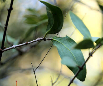 Image of Pedistylis galpinii (Schinz ex Sprague) D. Wiens