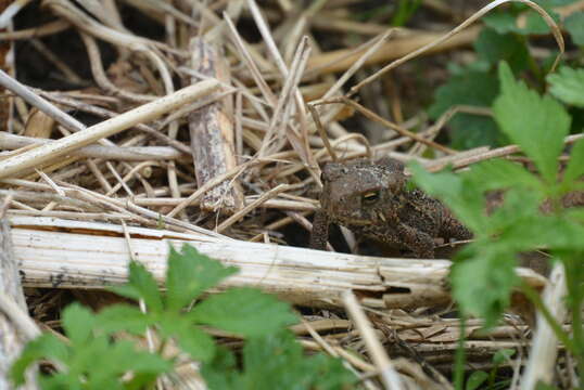 Image of American Toad