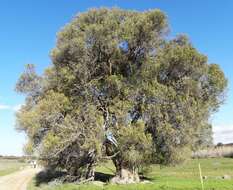 Image de Olea europaea subsp. cuspidata (Wall. & G. Don) Cif.