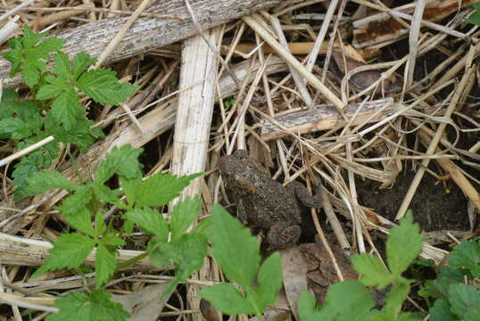 Image of American Toad