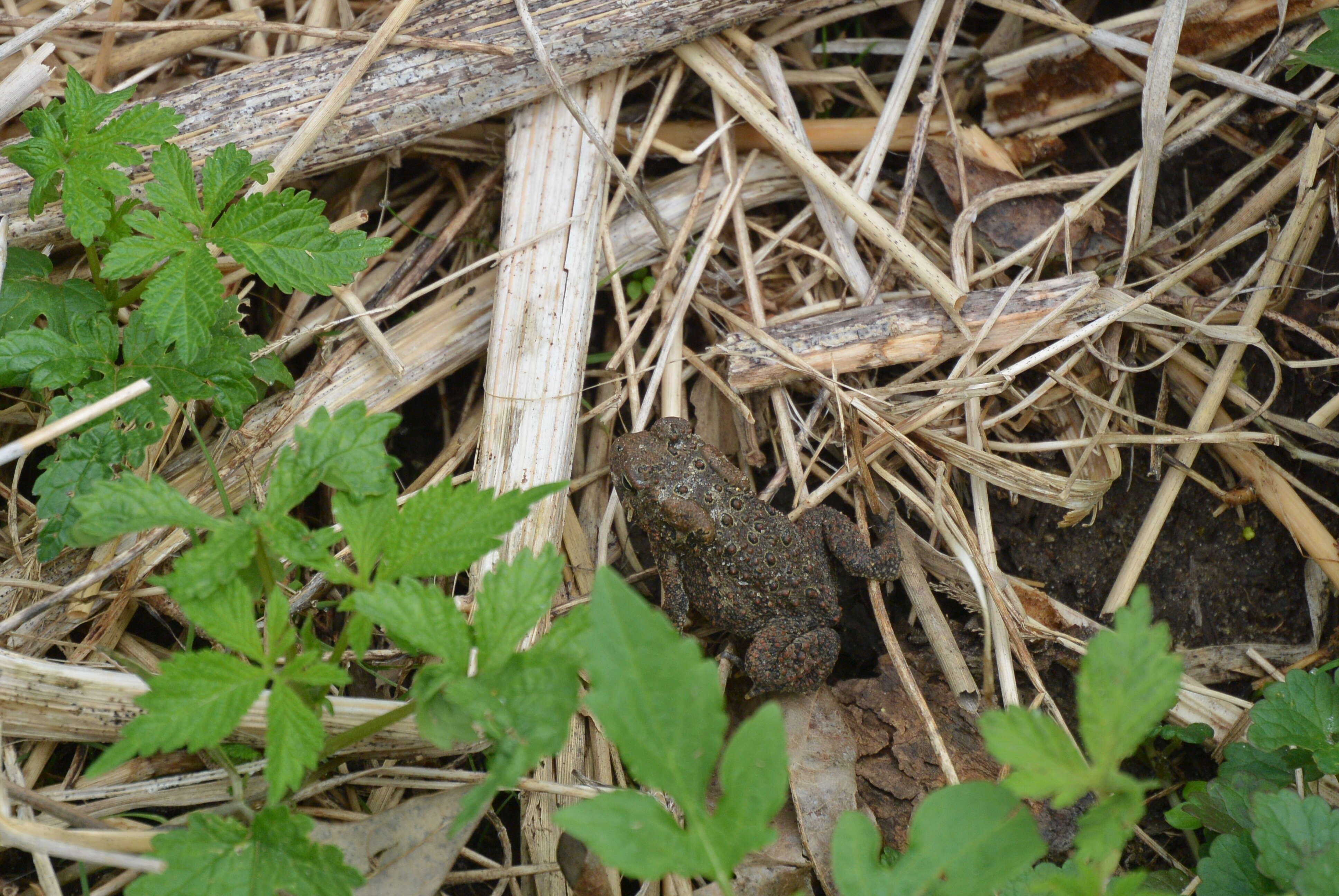 Image de Anaxyrus americanus (Holbrook 1836)