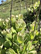 Image of Leucospermum innovans Rourke