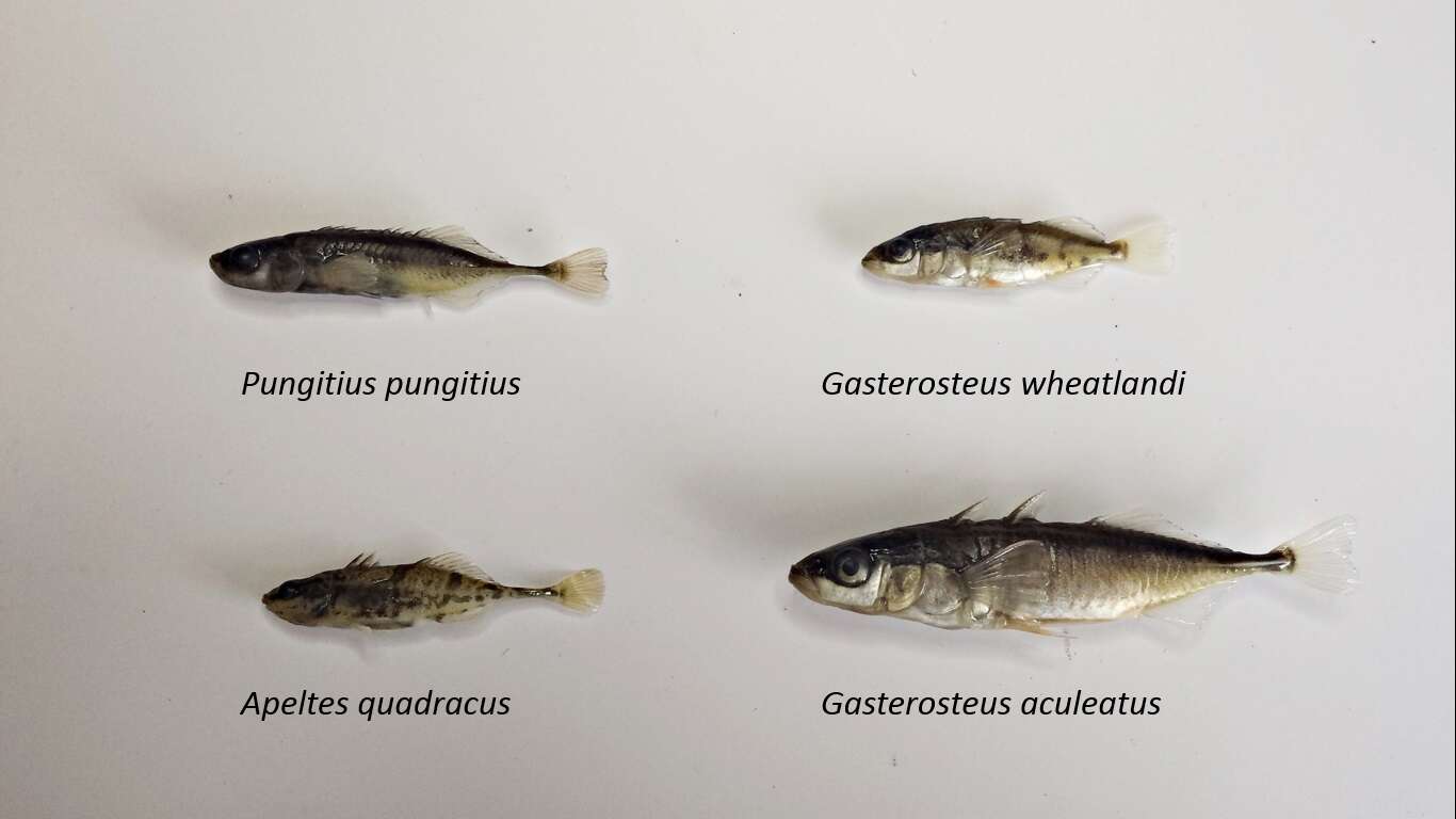 Image of Blackspotted Stickleback