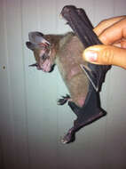 Image of Pale-faced Bat