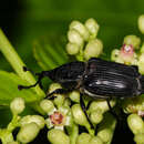 Image of Cercidocerus lateralis Fåhraeus 1845