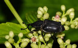 Image of Cercidocerus lateralis Fåhraeus 1845