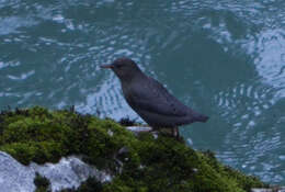 Image of American Dipper