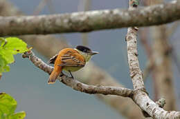 Image of Gray-collared Becard