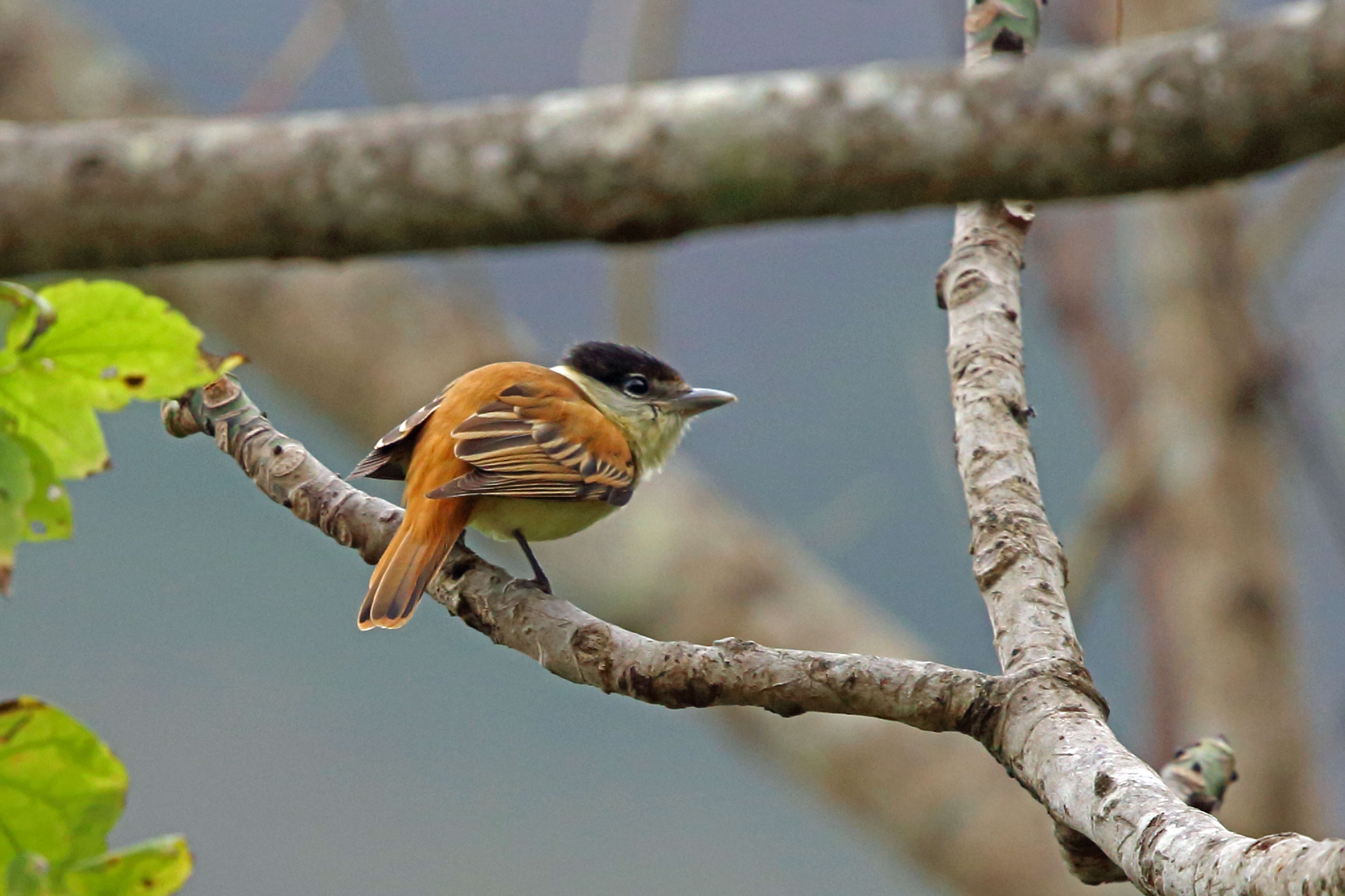 Image of Gray-collared Becard