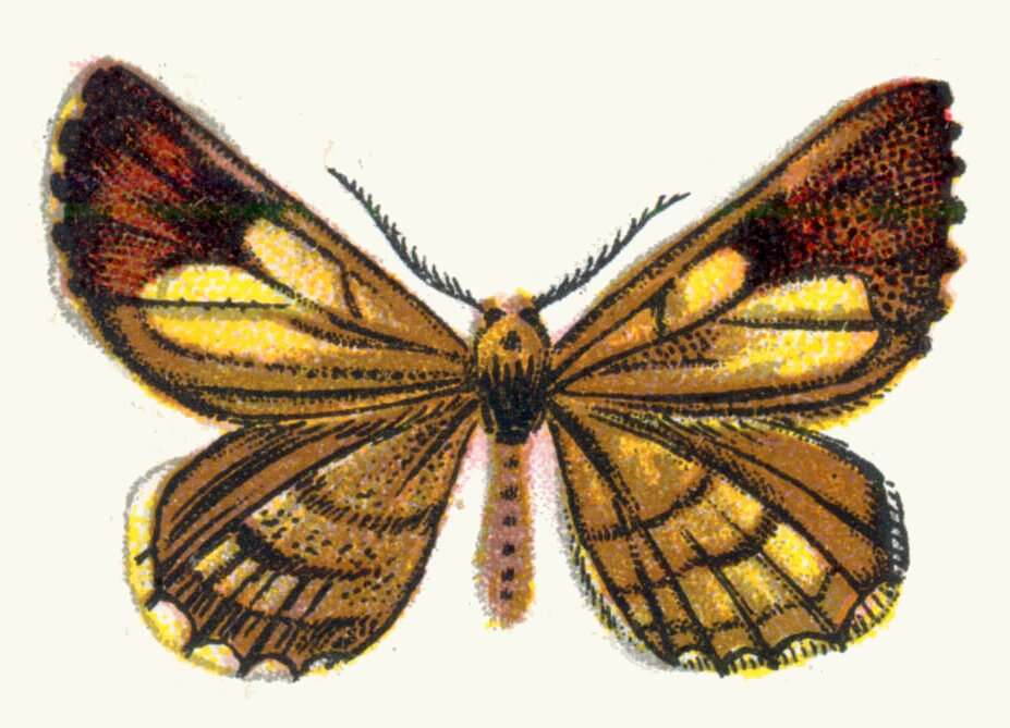 Bupalus resmi