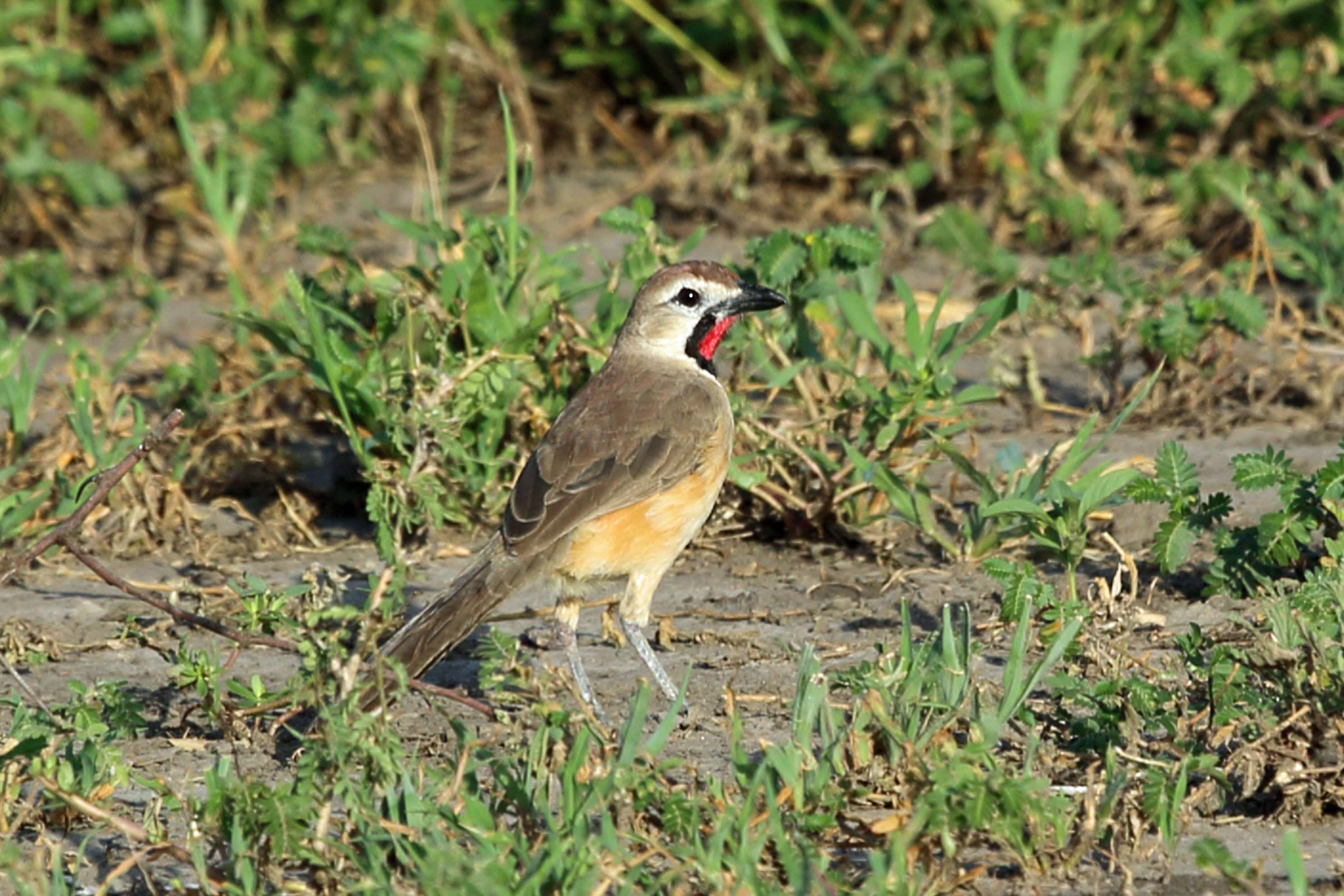 Image of Rhodophoneus cruentus