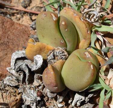 Image of Glottiphyllum suave N. E. Br.