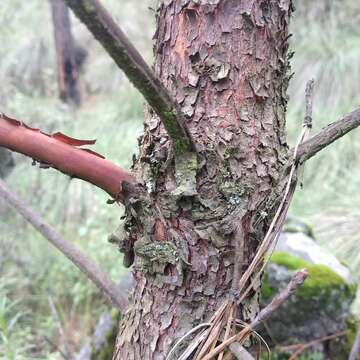 Image of Arbutus bicolor S. González, M. González & P. D. Sørensen