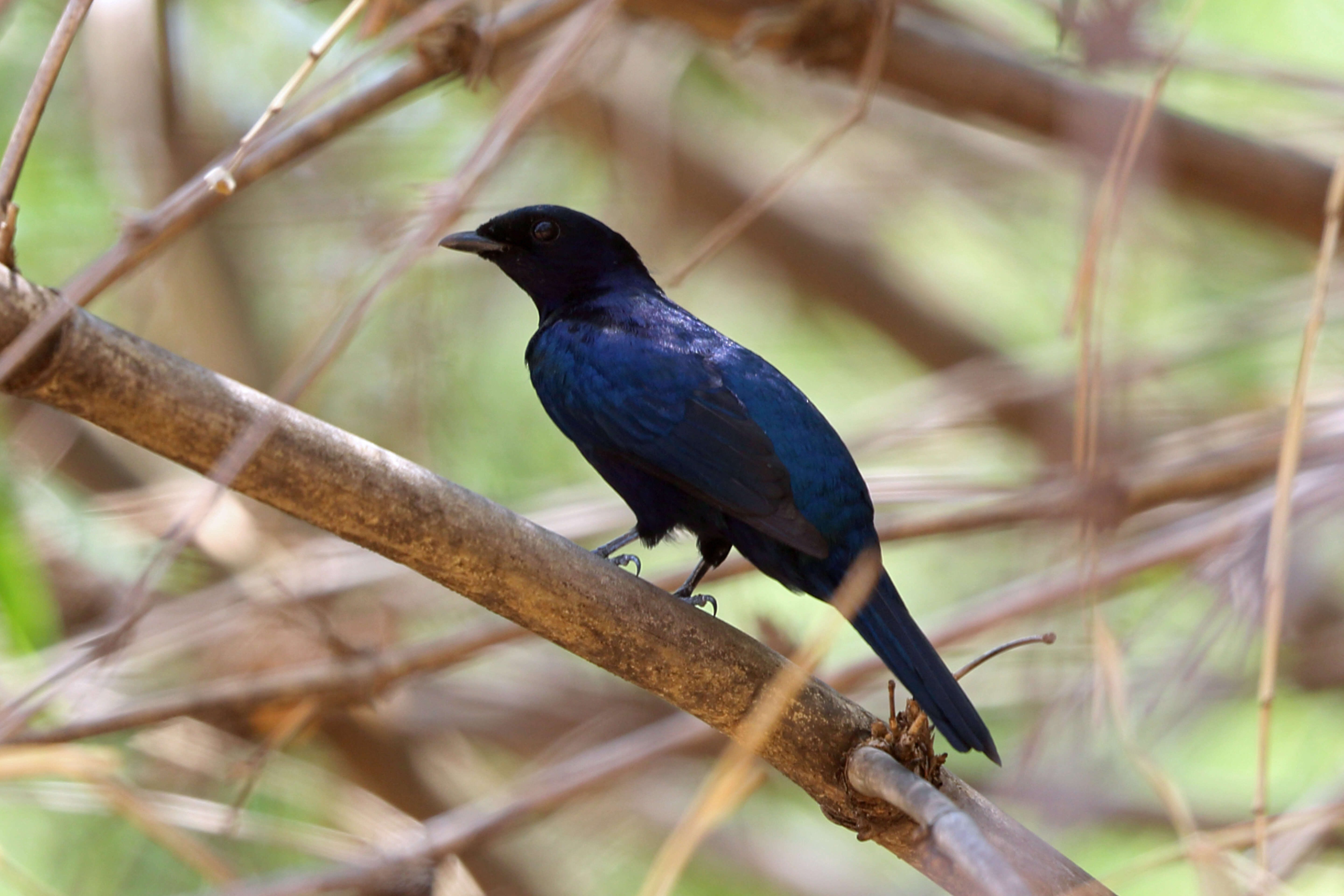 Image of cuckoo-shrikes