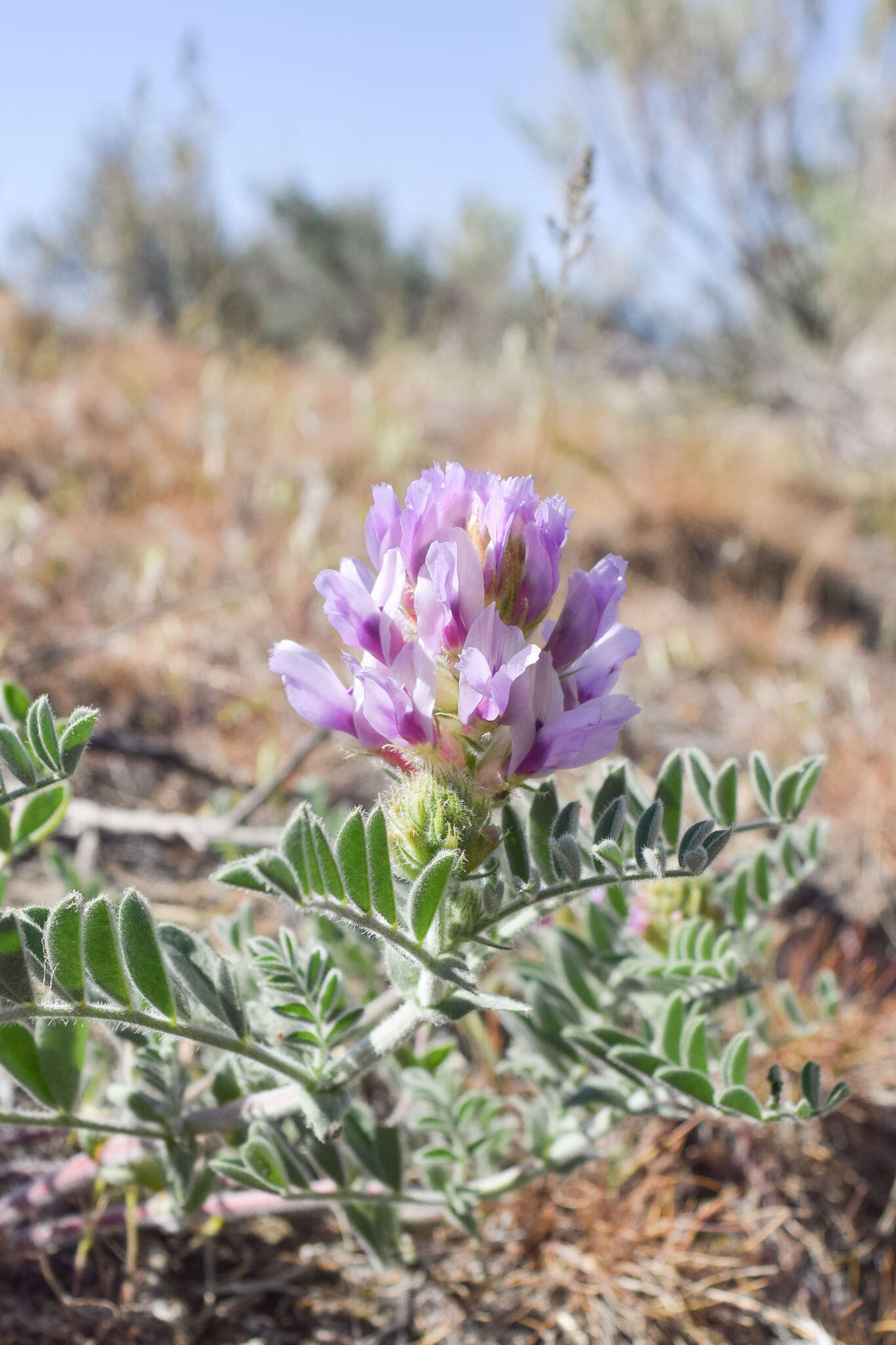 Image of Columbia milkvetch