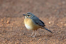 Image of Miombo Scrub Robin