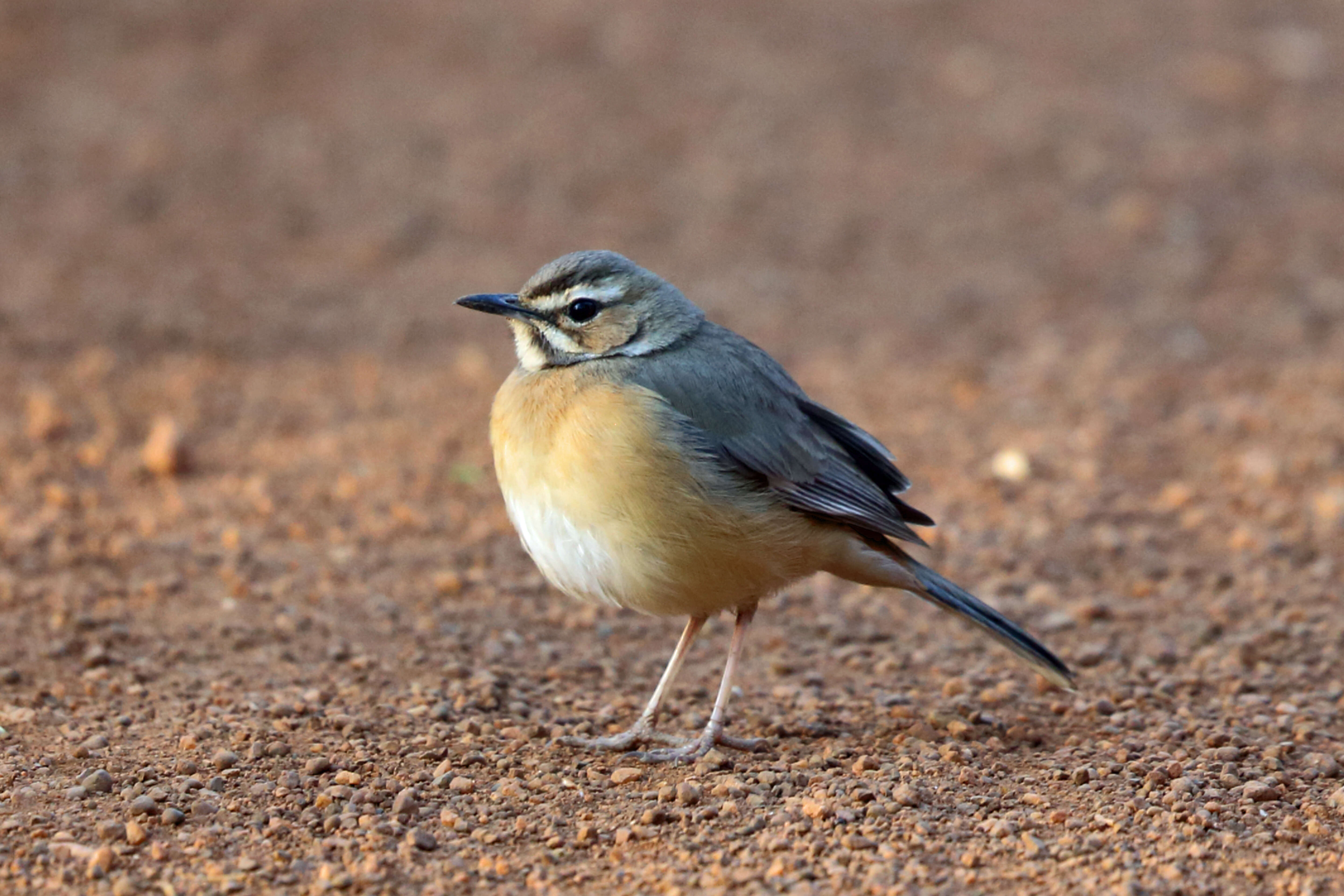 Image of Miombo Scrub Robin