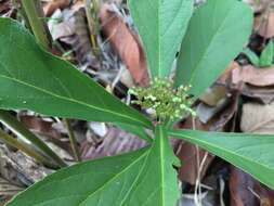 Imagem de Premna herbacea Roxb.