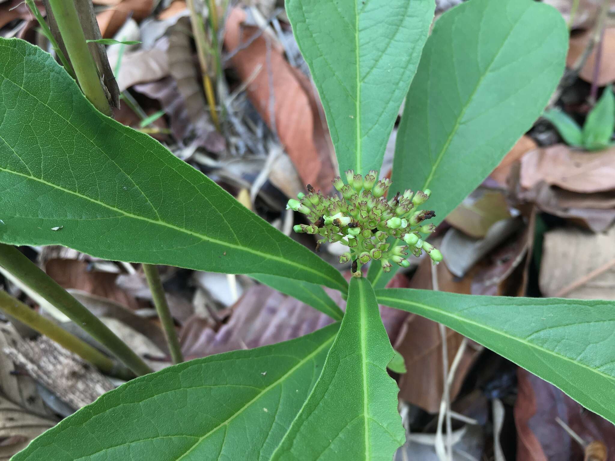 Imagem de Premna herbacea Roxb.