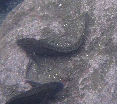 Image of Rock-pool Blenny