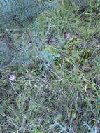 Image of Centaurea jacea subsp. timbalii (Martrin-Donos) Br.-Bl.