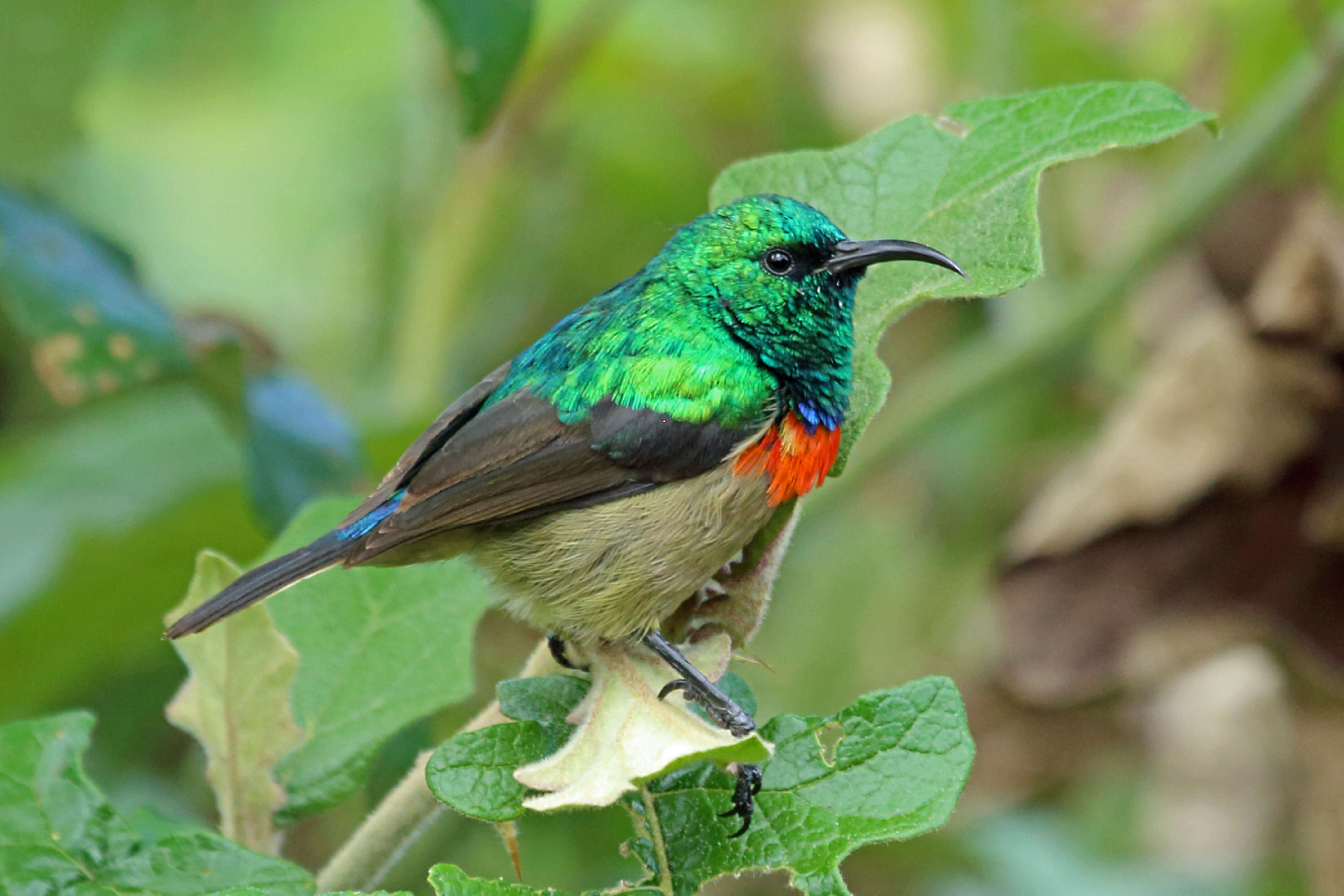 Image of Eastern Double-collared Sunbird