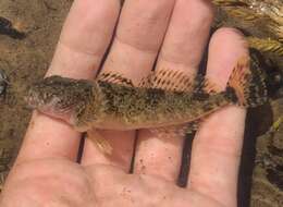 Image of Columbia sculpin