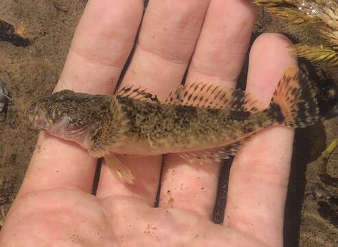 Image of Columbia sculpin