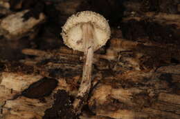 Image of Cystolepiota fumosifolia (Murrill) Vellinga 2006