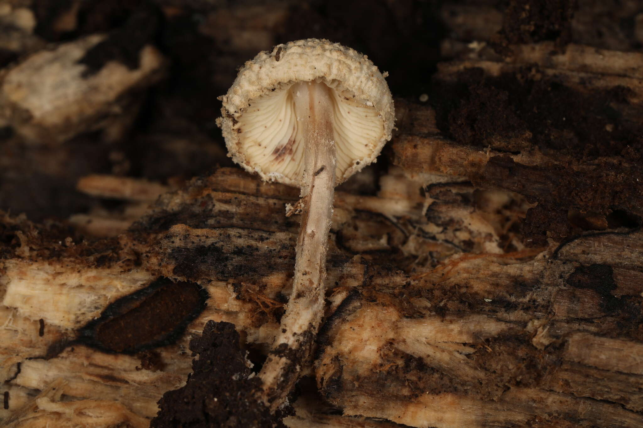 Imagem de Cystolepiota fumosifolia (Murrill) Vellinga 2006