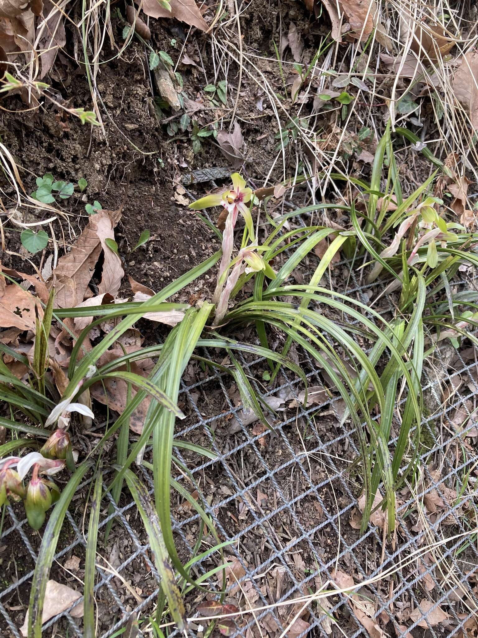 Image de Cymbidium goeringii (Rchb. fil.) Rchb. fil.