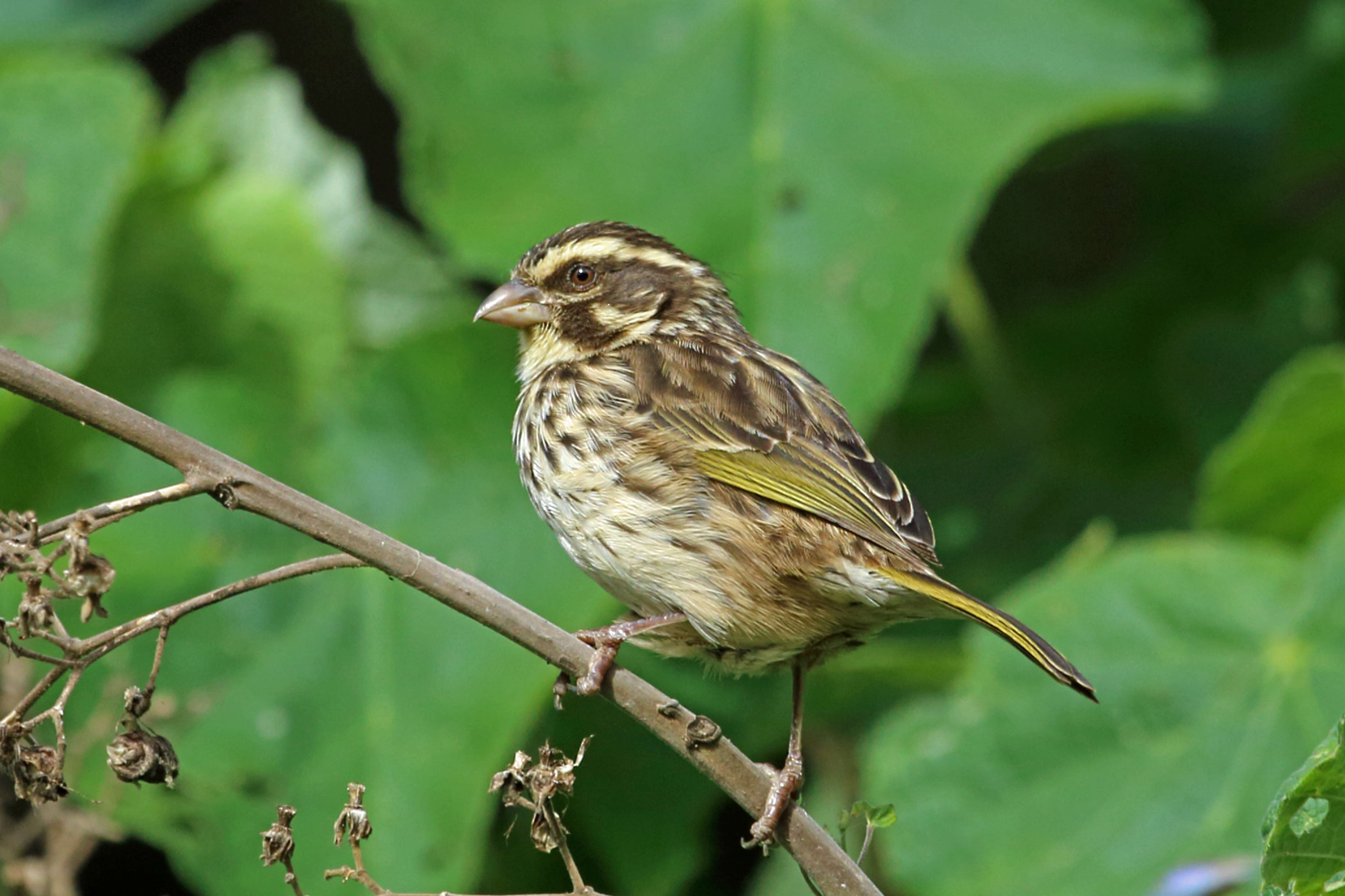 Image of Streaky Seedeater