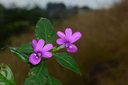 Imagem de Barleria prattensis Santapau