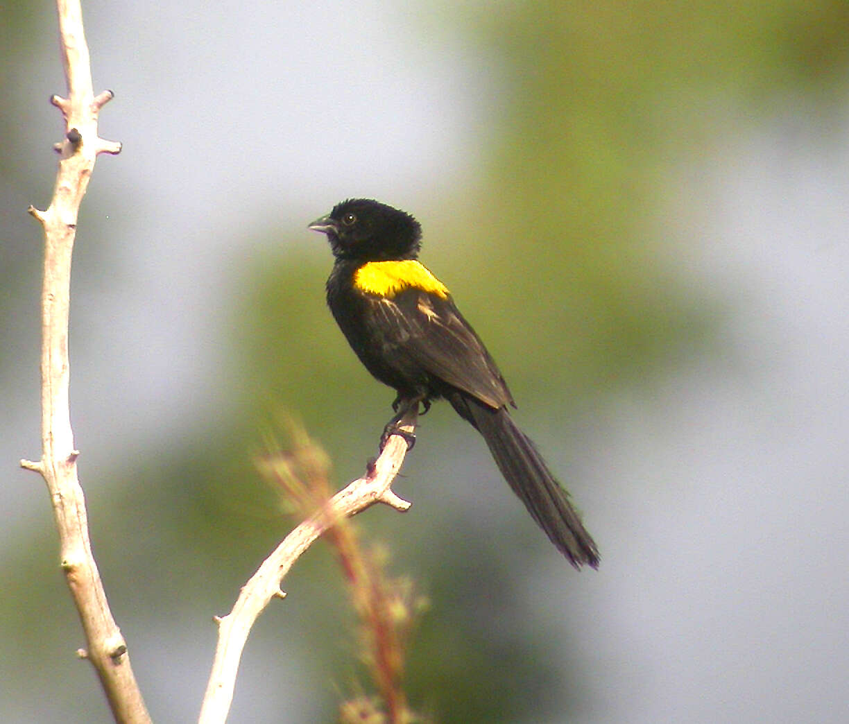 Image of Yellow-mantled Whydah