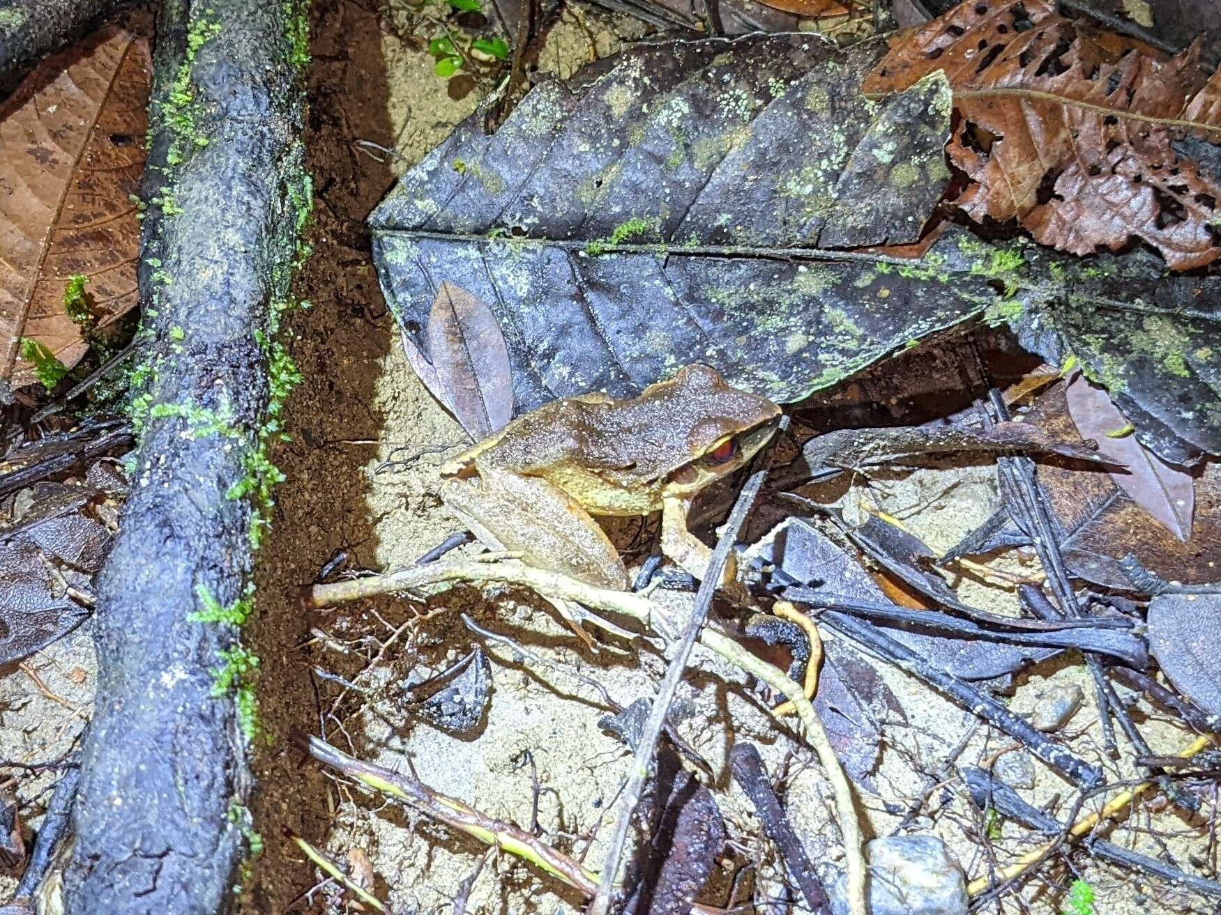 Image of Craugastor metriosistus Ospina-Sarria, Angarita-Sierra & Pedroza-Banda 2015