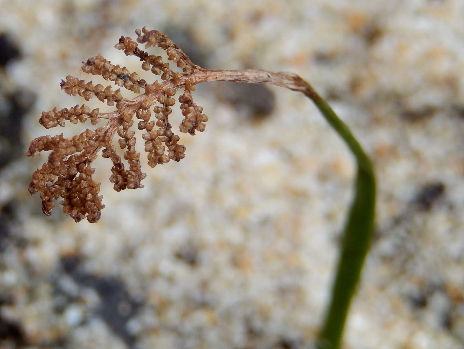 Image of curlygrass fern