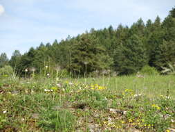 Imagem de Pulsatilla vulgaris Miller