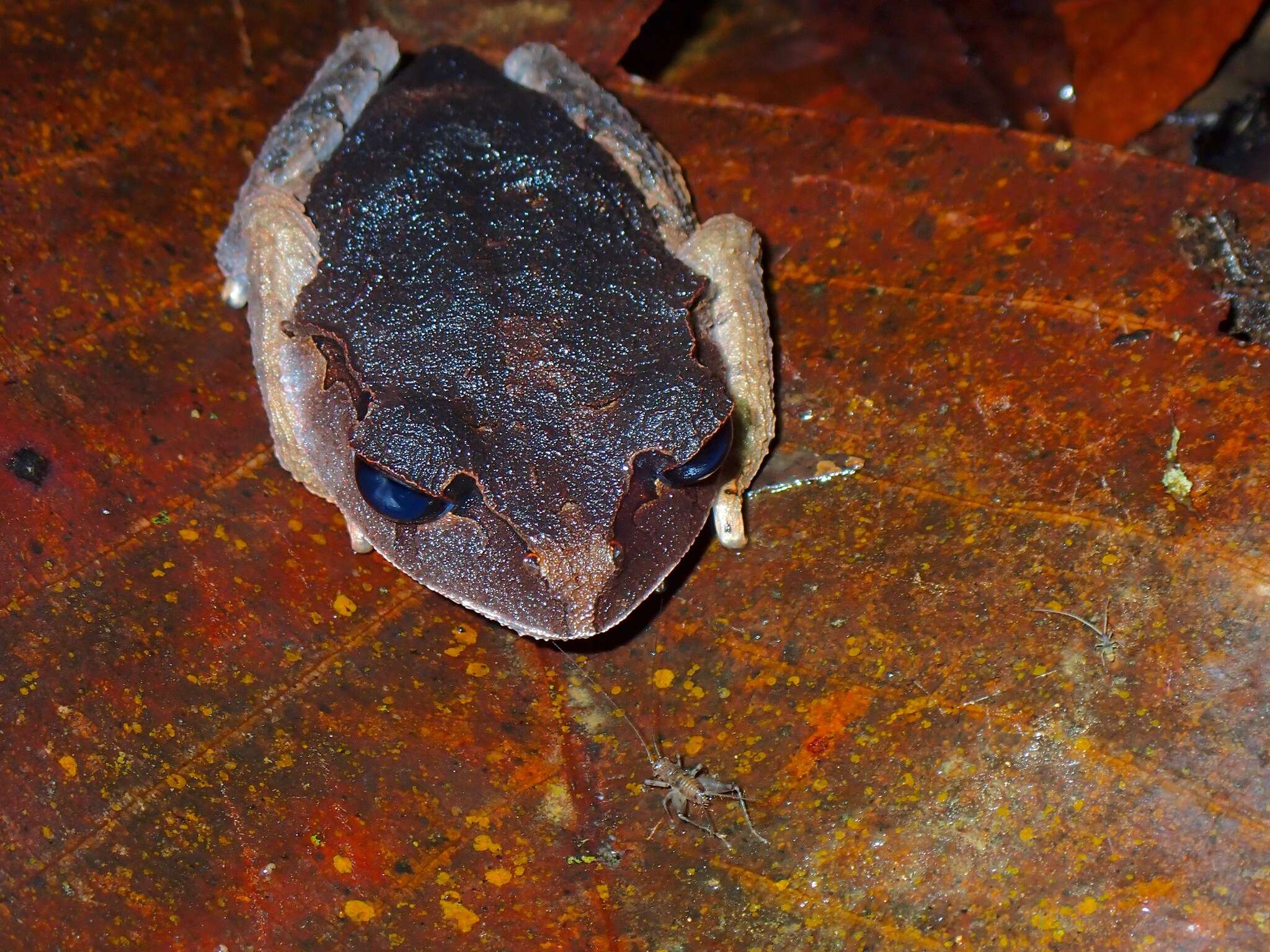 Image of Leptobrachium tagbanorum Brown, Siler, Diesmos & Alcala 2010