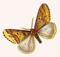 Image of mottled umber