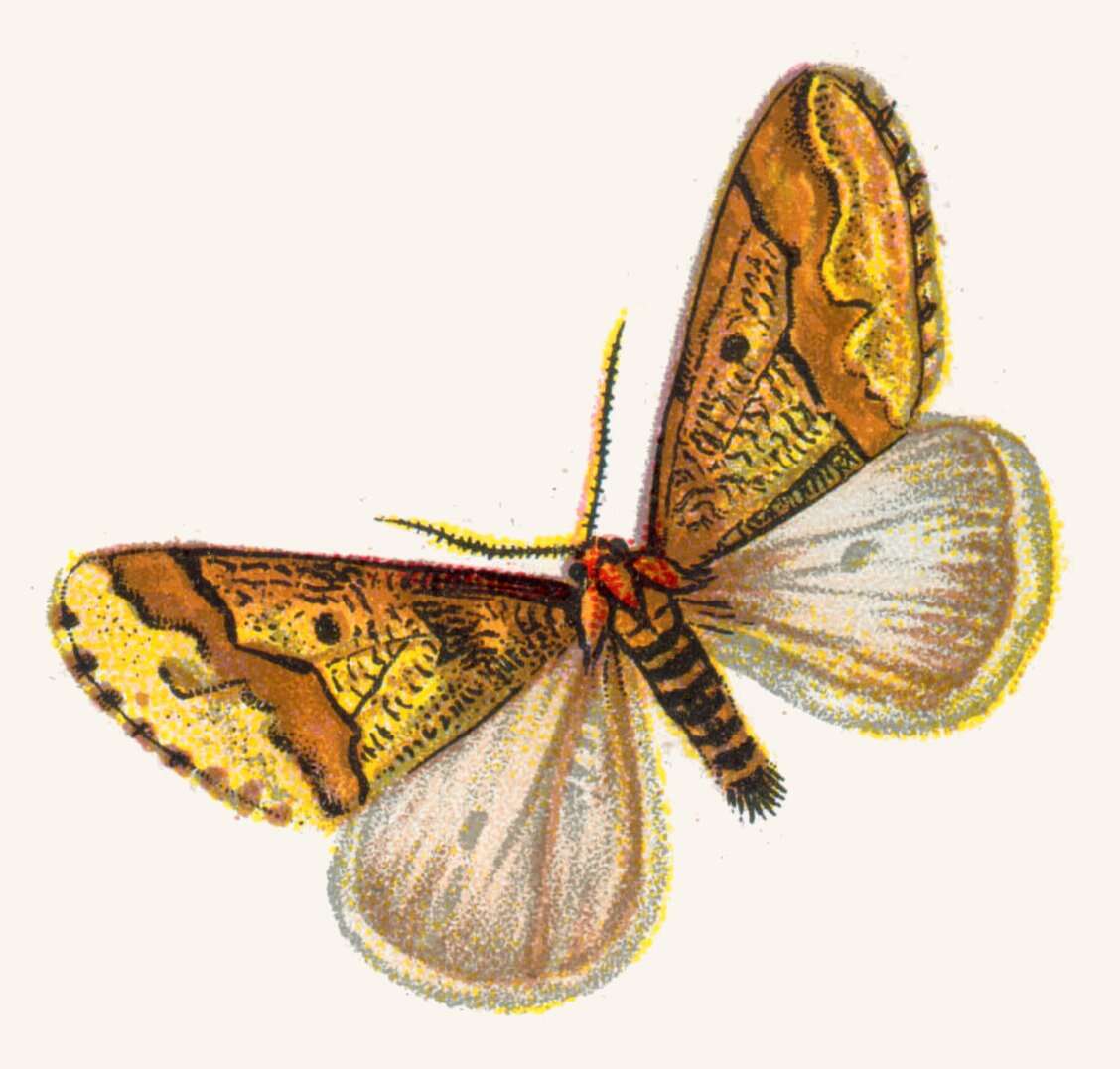 Image of mottled umber