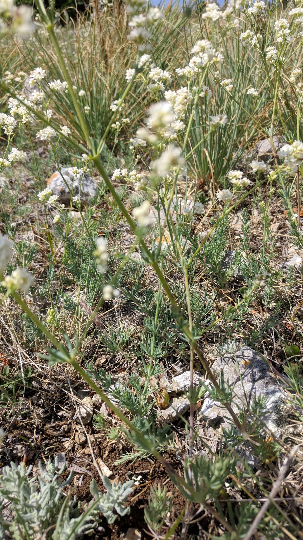 Imagem de Galium xeroticum (Klokov) Pobed.