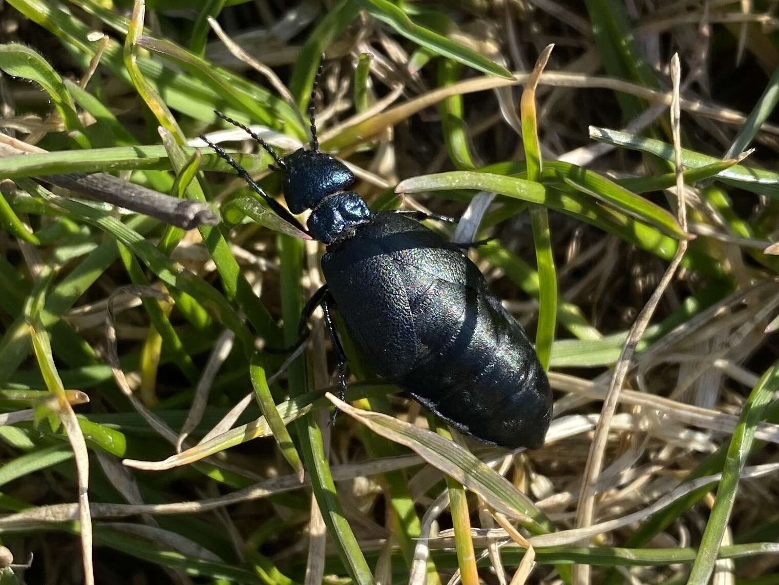 Image of <i>Meloe decorus</i>