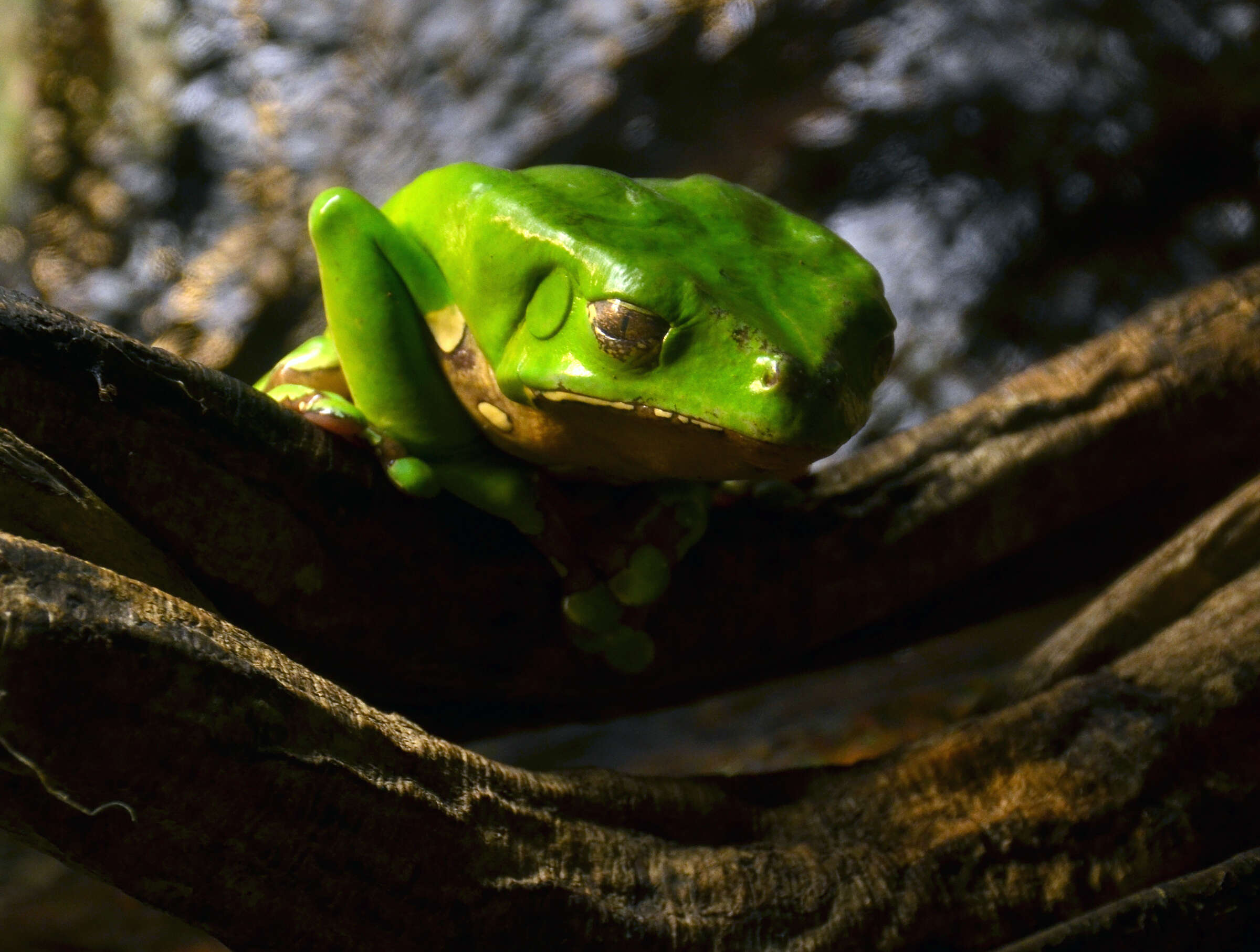 Image of Giant leaf frog