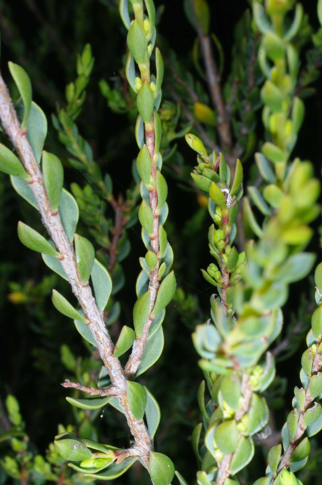 Image of Eutaxia microphylla (R. Br.) J. M. Black