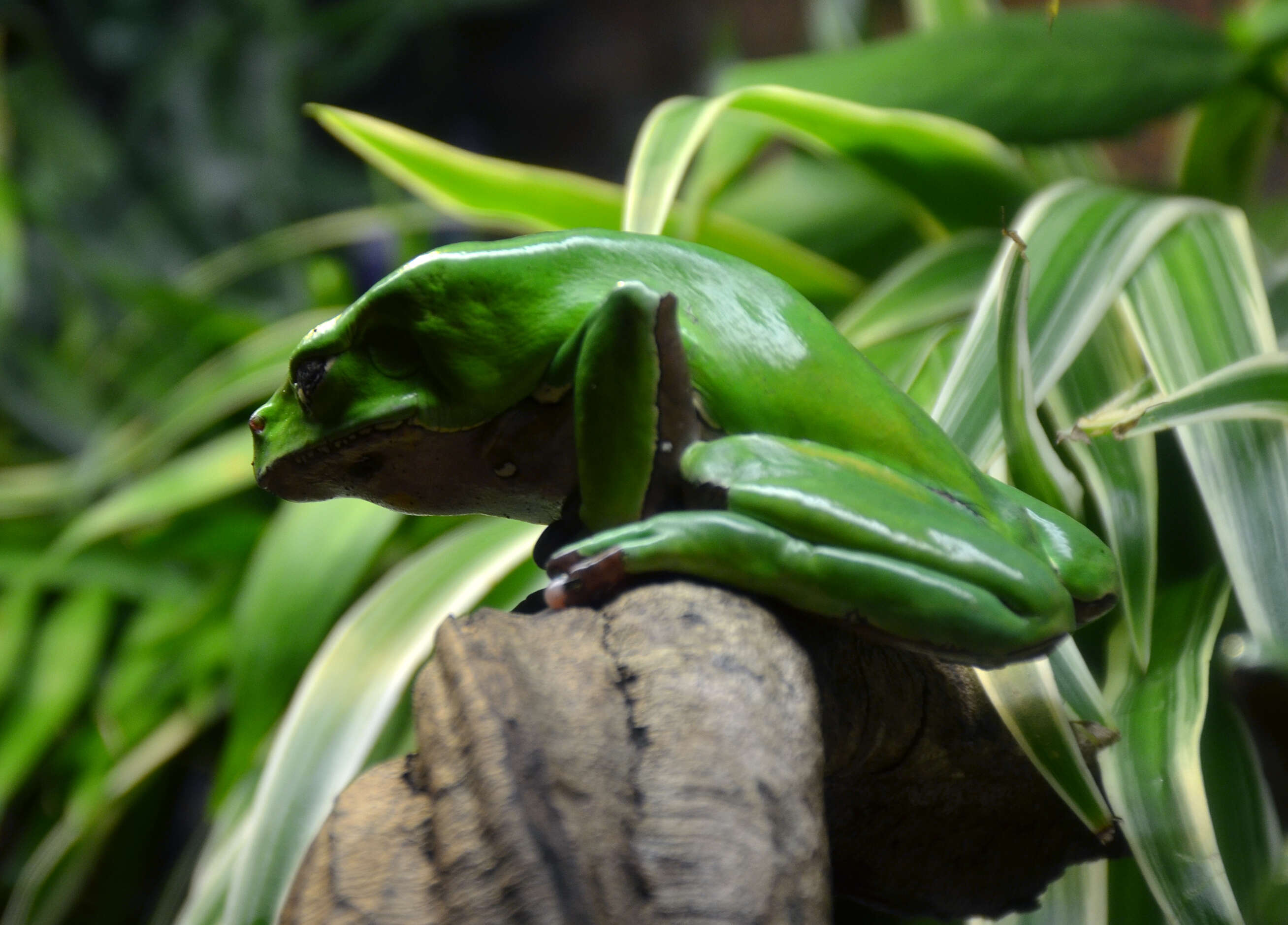 Image of Giant leaf frog